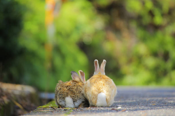 呼吸が荒い (呼吸困難)うさぎは救急の病気？：熱中症、突然死、いびき、胸腺腫、心臓病などを解説【後編】