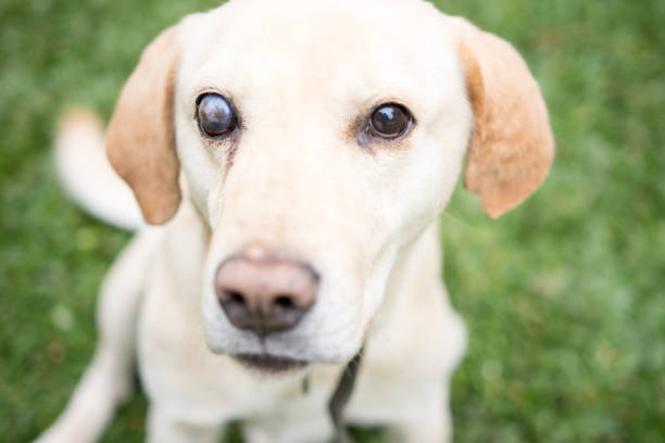 犬の白内障は予防できる？手術はできるの？解説します！