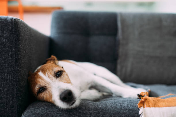 犬や猫のその症状、夏バテ？それとも病気？