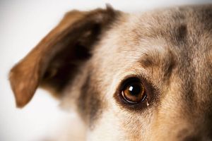 犬の耳掃除は必要！？ケアの方法について知ろう