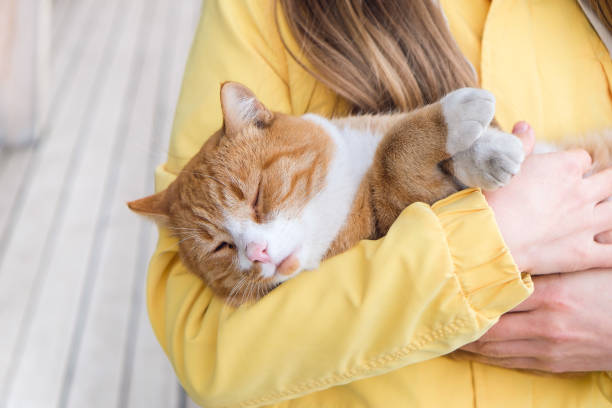 猫がご飯を食べないのは、飽きたから？それとも病気？～食欲不振の理由と対処法～【後編】