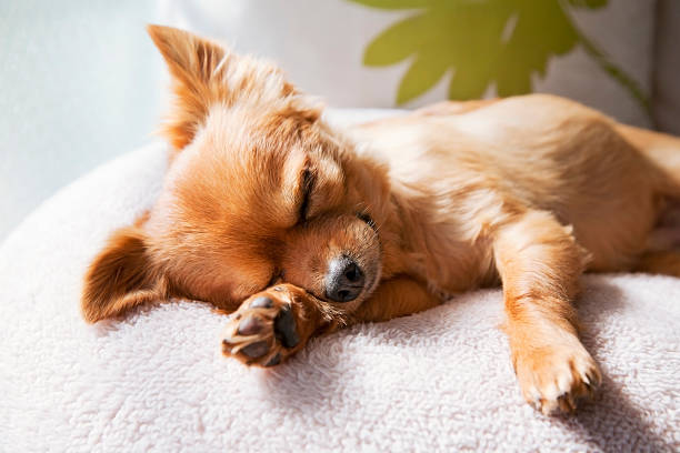 犬や猫たちも夢をみるのでしょうか？