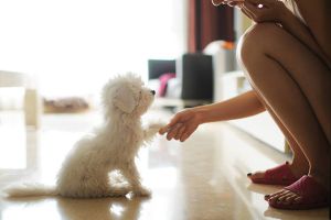 犬と生活する時に必要な事前知識について