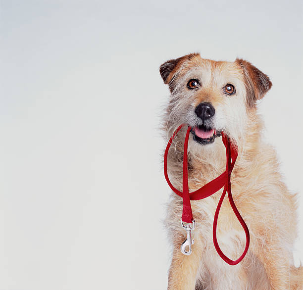 老犬にも大切なお散歩