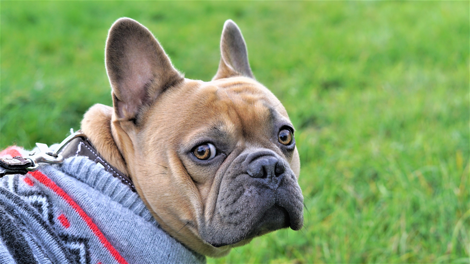 去勢をしないと長生き？去勢と犬の寿命