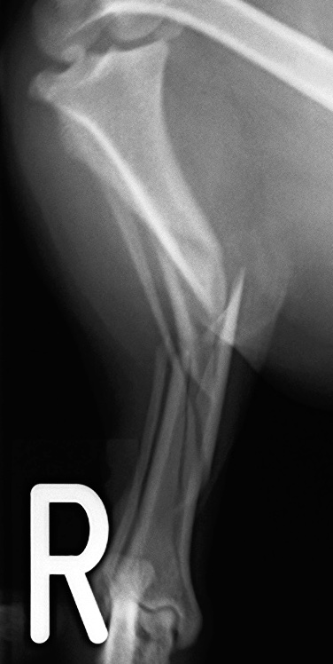 犬の脛骨粉砕骨折をOrthogonal Platingにて治療した一例