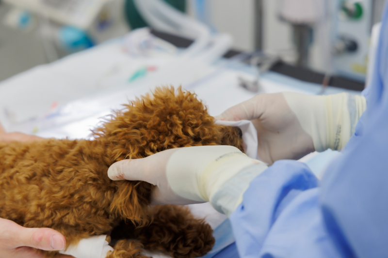 術後のケア・覚醒の確認