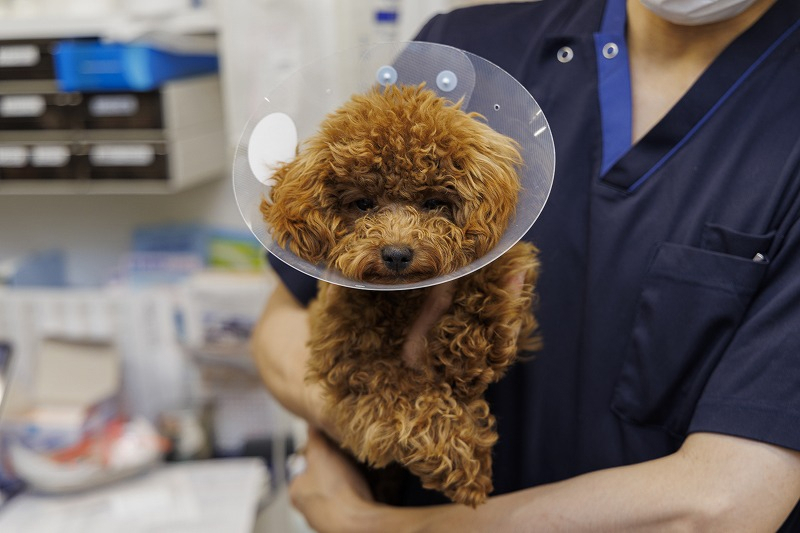 術後観察・お迎え