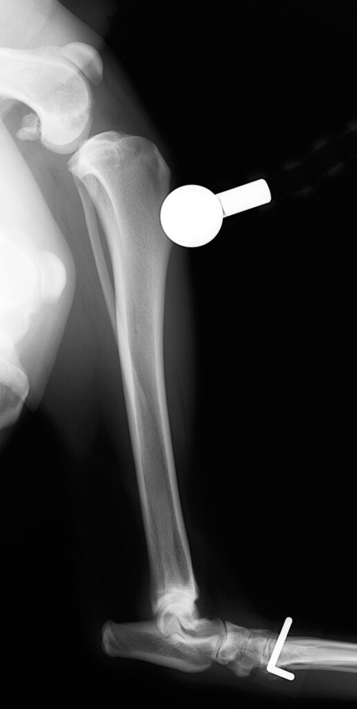 大型犬（40kg）の左前十字靭帯断裂症に対してTPLOを行った一例