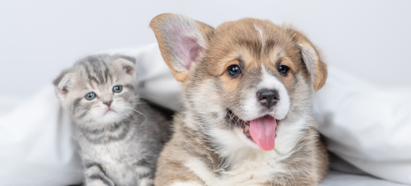 犬猫ドックについて