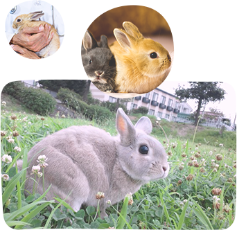 名古屋市でうさぎの去勢手術と避妊手術なら名古屋みらい動物病院へ 名古屋みらい動物病院