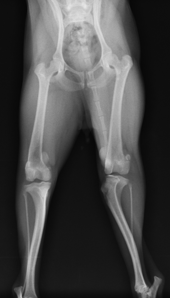 犬の手術実例 膝蓋骨内方脱臼