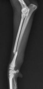 犬の手術実例 前腕骨 橈尺骨 骨折 名古屋みらい動物病院