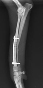 犬の手術実例 前腕骨 橈尺骨 骨折 名古屋みらい動物病院