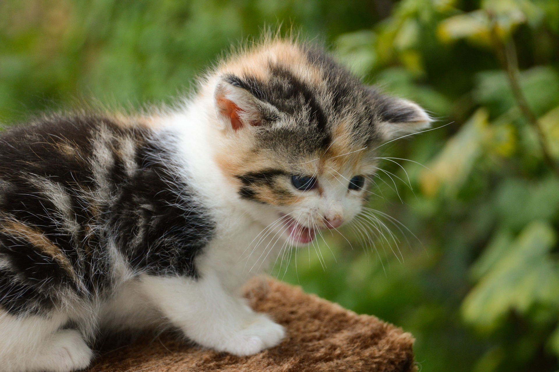 名古屋市で子猫の動物病院なら名古屋みらい動物病院へ